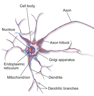 neural axon